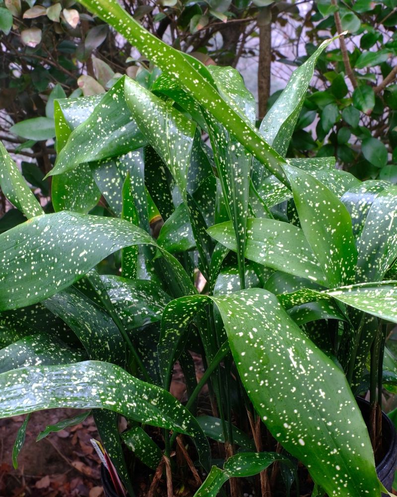 Cast Iron Plant