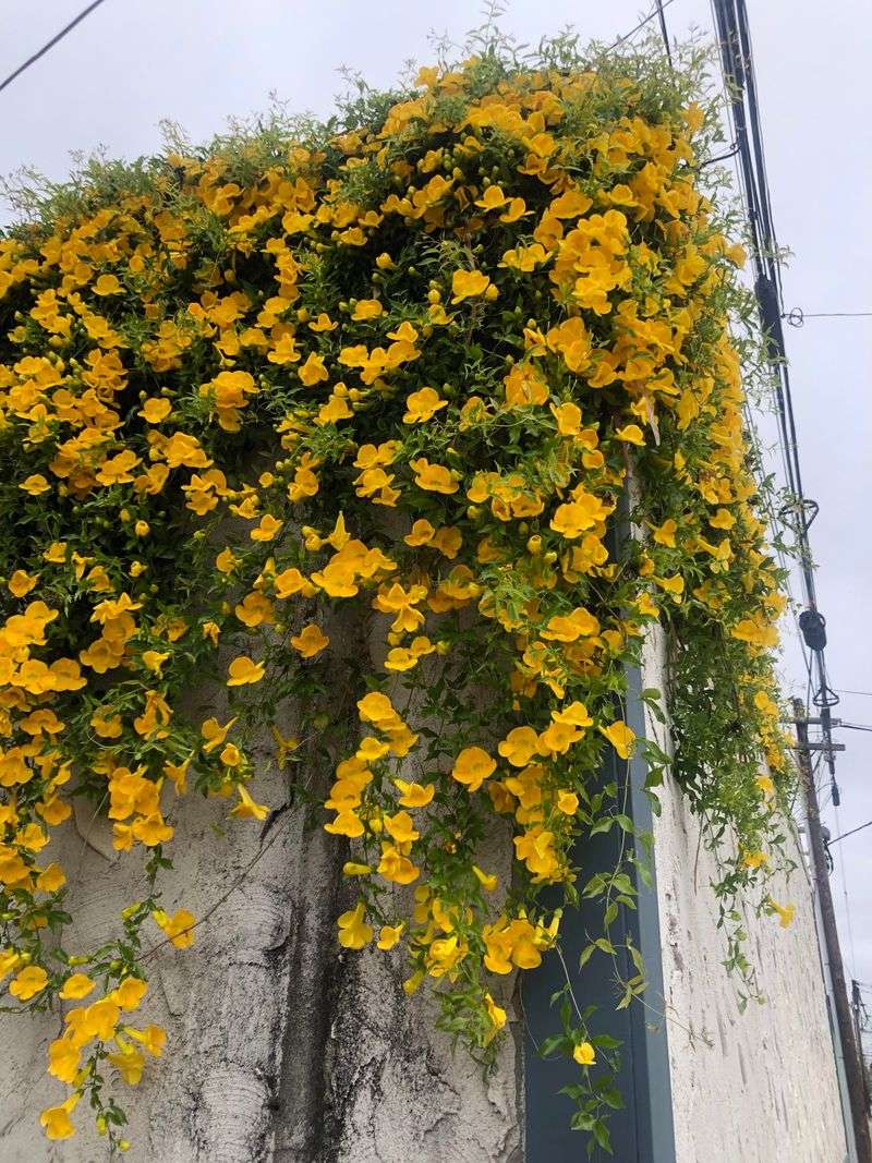 Cat Claw Vine Grabs Walls And Demands Control