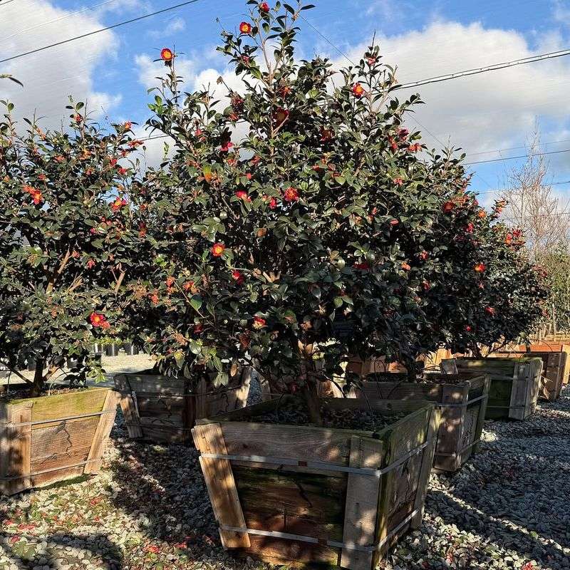 Catalina Cherry