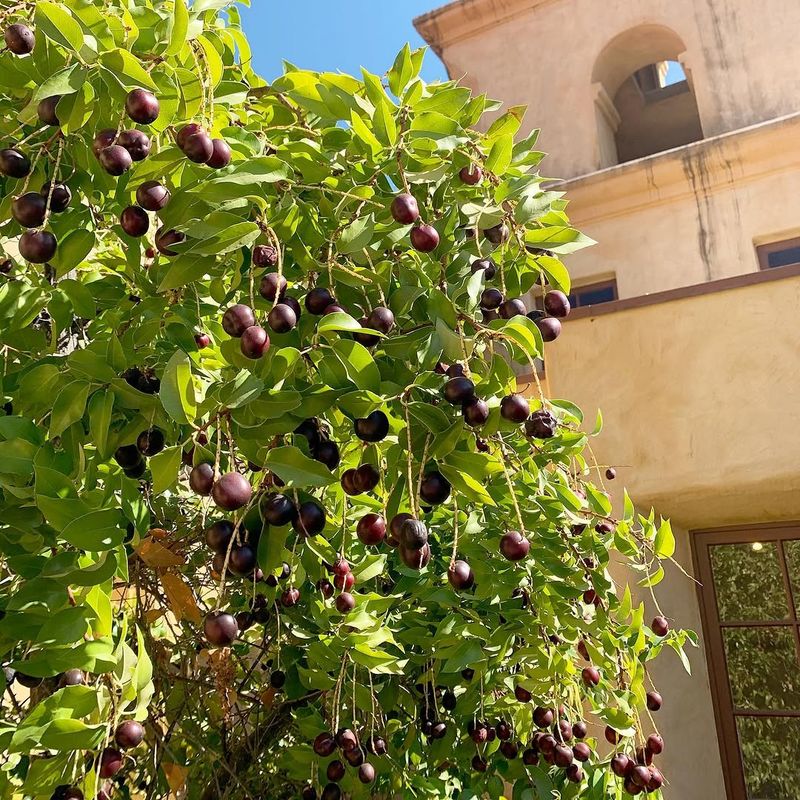 Catalina Cherry