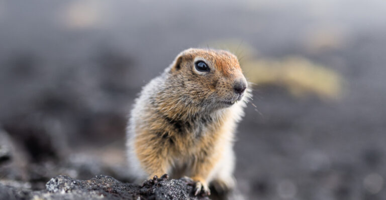 Catch These 8 Signs Before A Groundhog Wrecks Your Maryland Garden