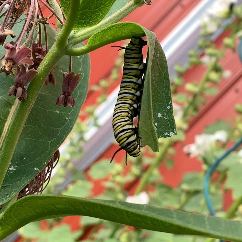 Caterpillars Struggle Around Heavy Pesticide Use