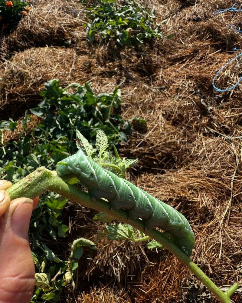 Caterpillars Visible On Fruit Or Leaves