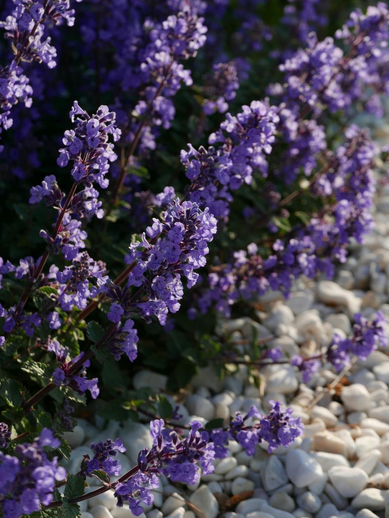 Catmint