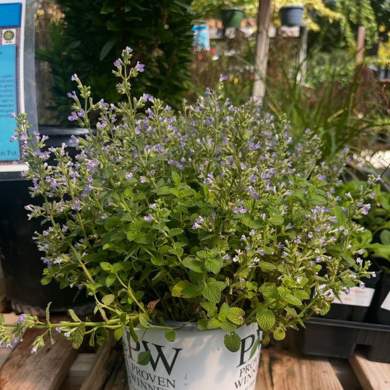 Catmint Catmint