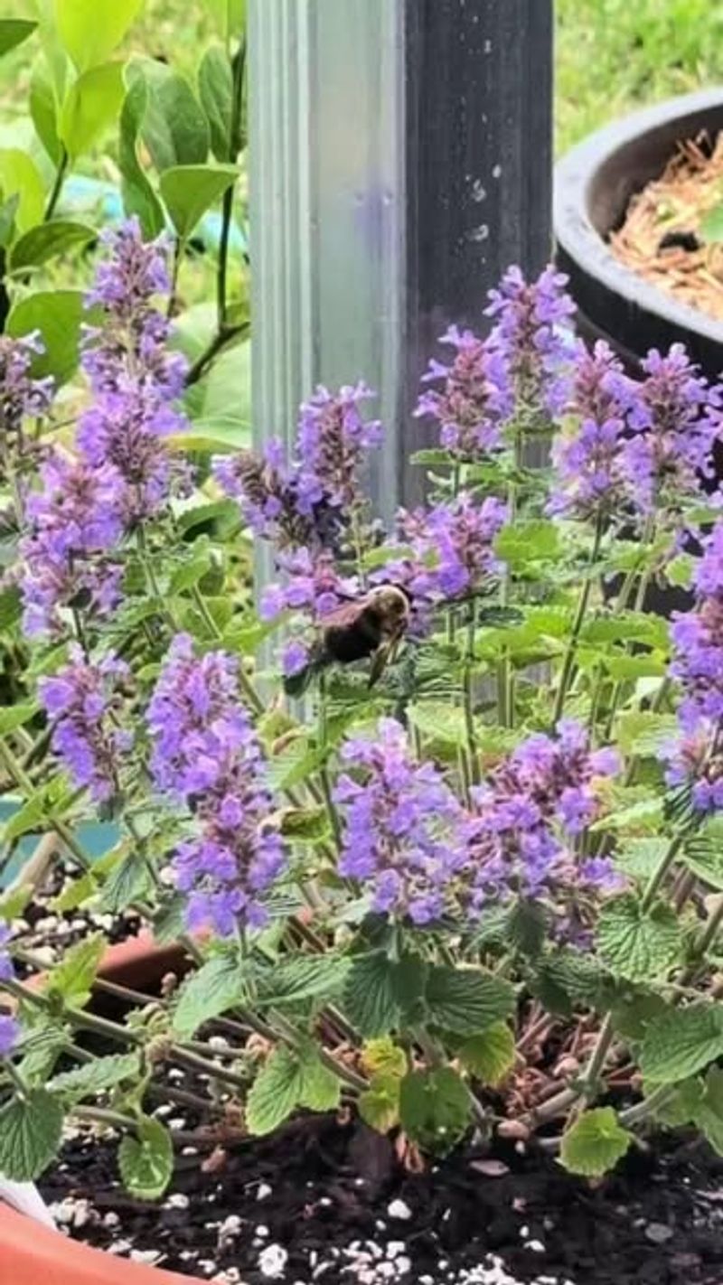 Catmint Catmint