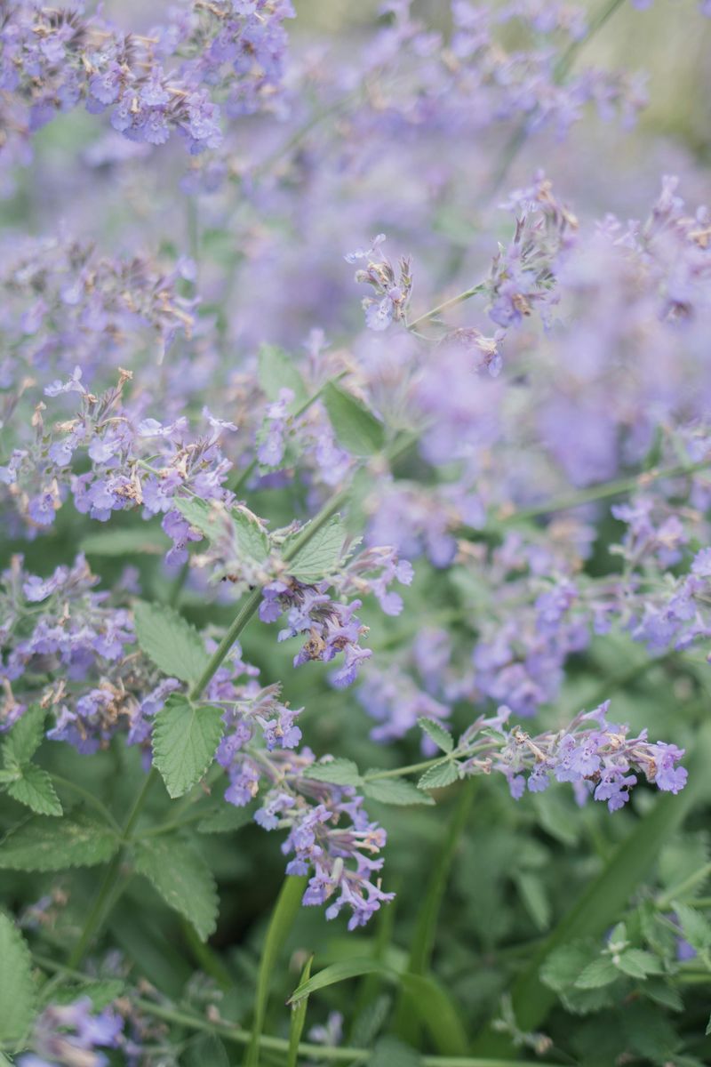 Catmint