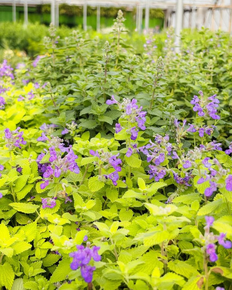 Catmint