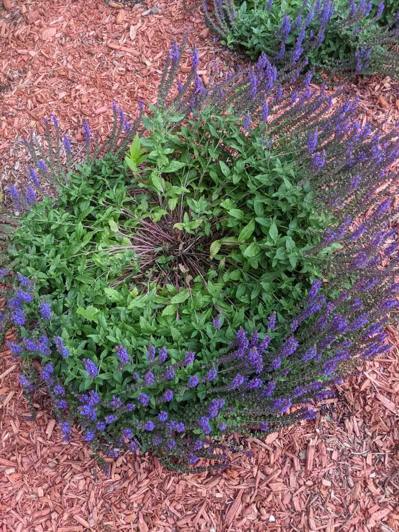 Catmint