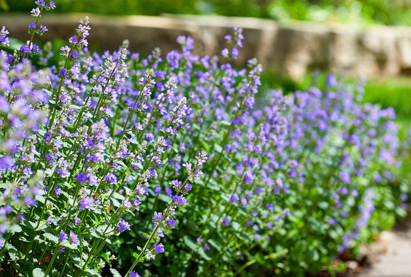 Catmint Catmint