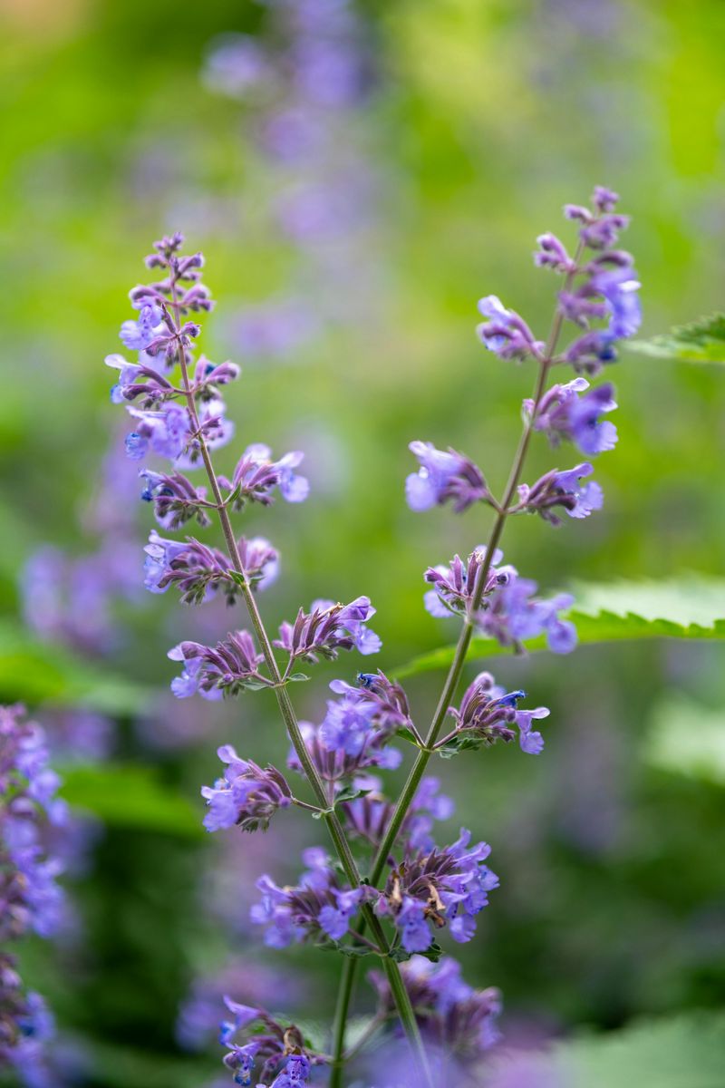 Catmint