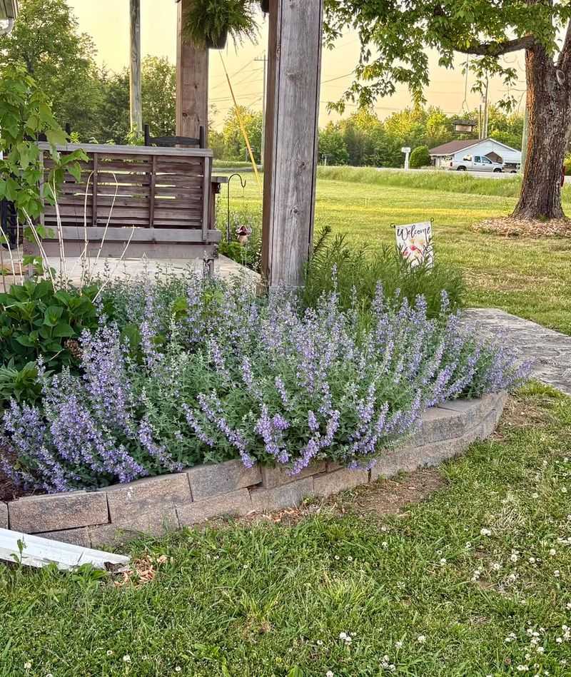 Catmint