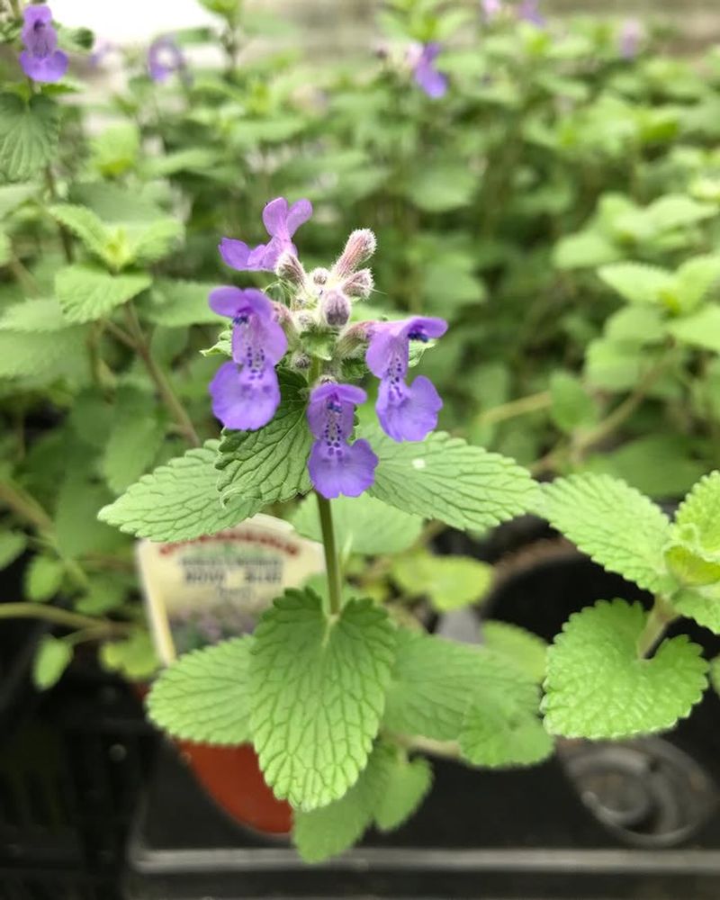 Catmint