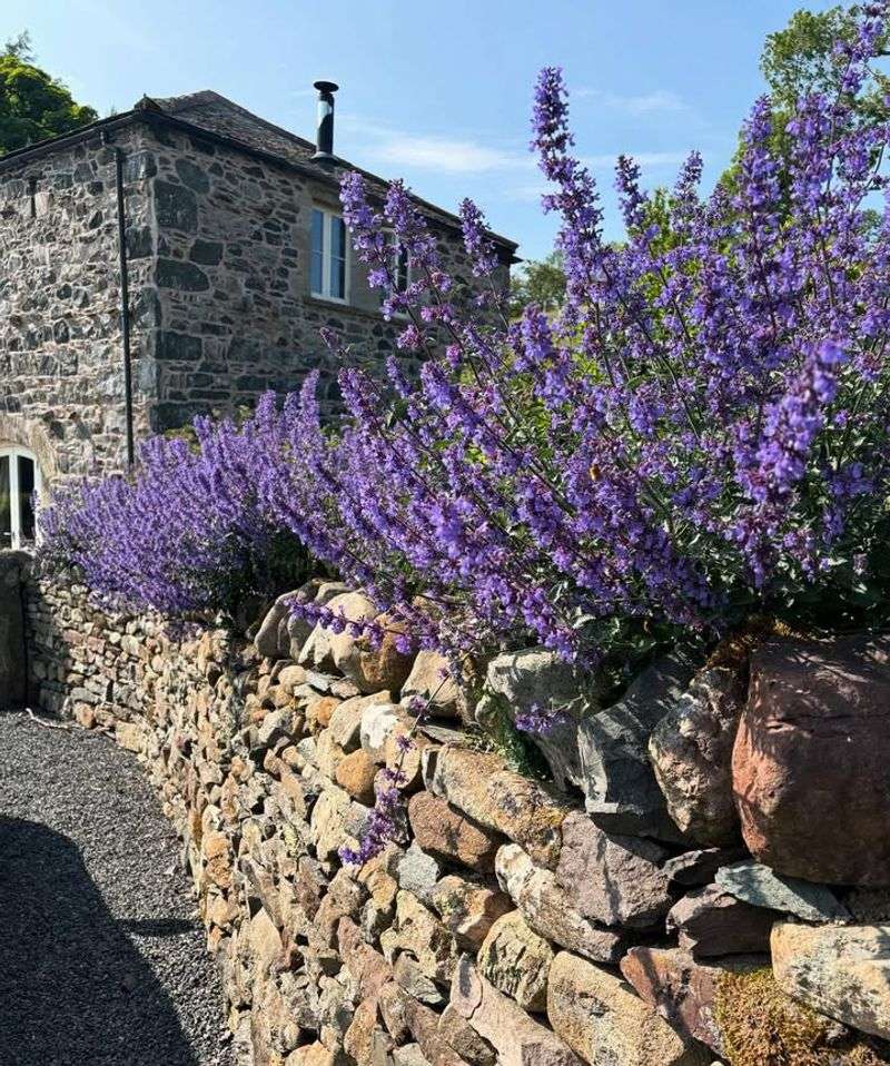 Catmint Catmint