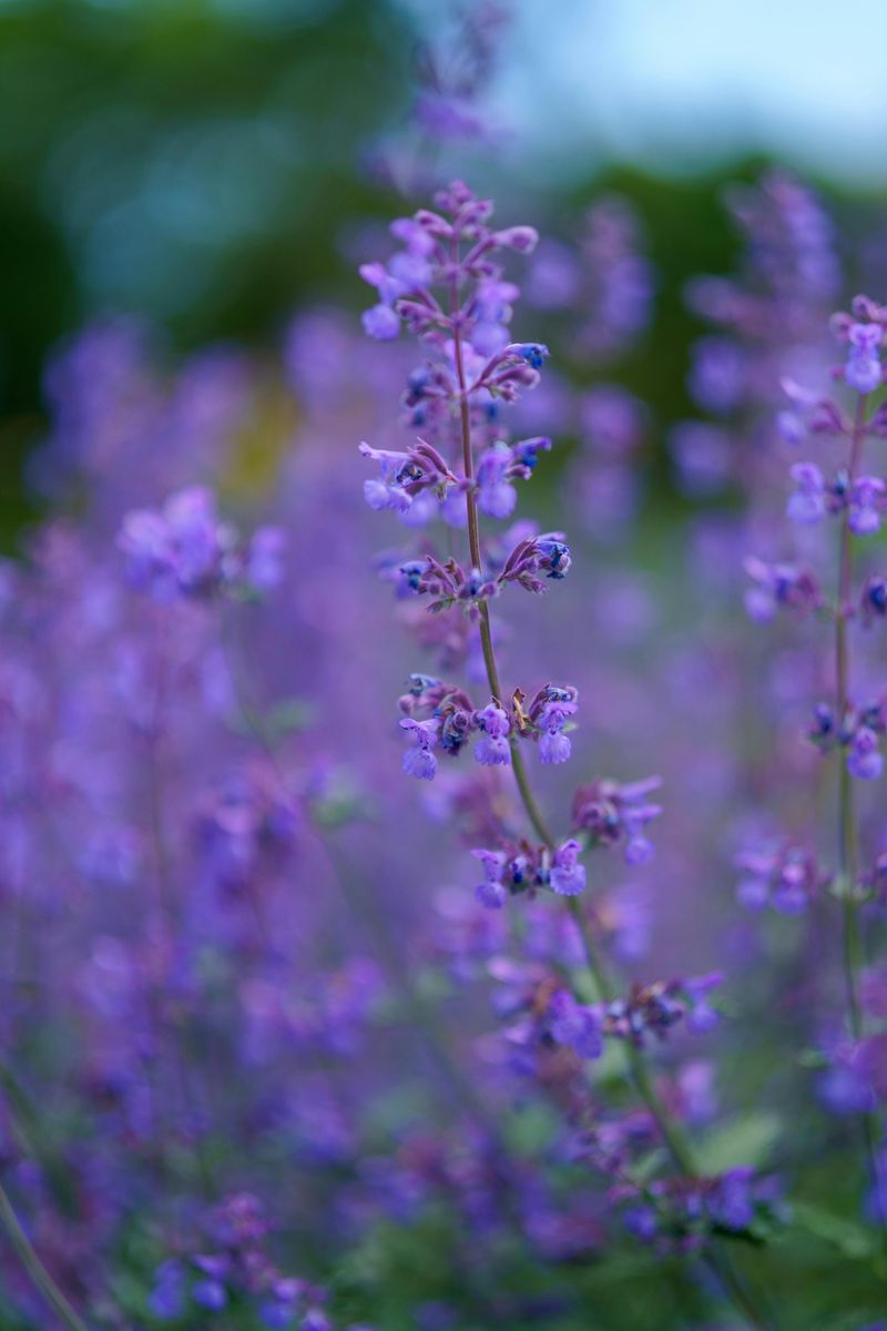 Catmint Catmint