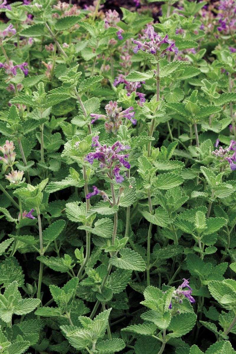 Catmint Adds Easy Color And Gentle Spread