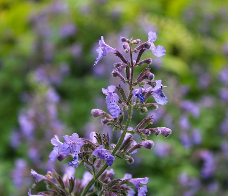 Catmint Adds Scent Without Creating Dense Rat Cover Catmint Adds Scent Without Creating Dense Rat Cover