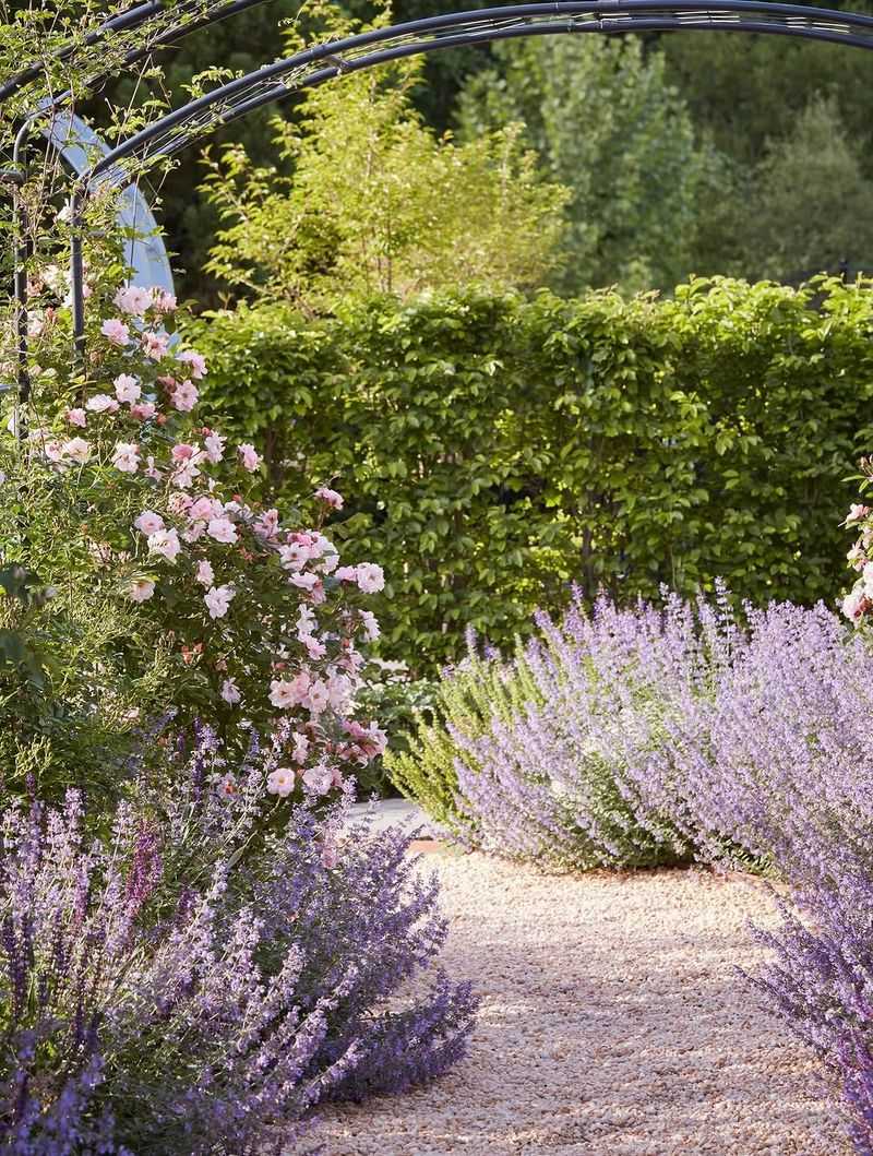 Catmint Keeps Blooming Through North Carolina Heat When Many Perennials Fade Catmint Keeps Blooming Through North Carolina Heat When Many Perennials Fade
