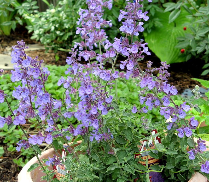 Catmint Keeps Going After A Simple Spring Trim