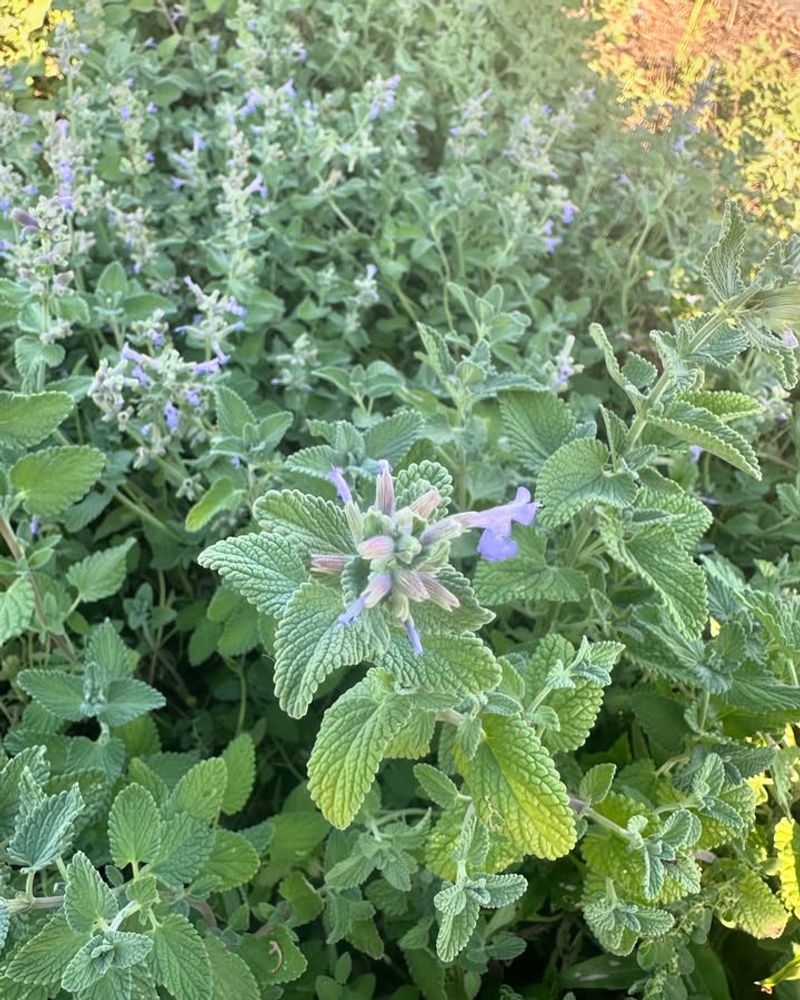 Catmint Looks Good Even When It Is Not Blooming Catmint Looks Good Even When It Is Not Blooming
