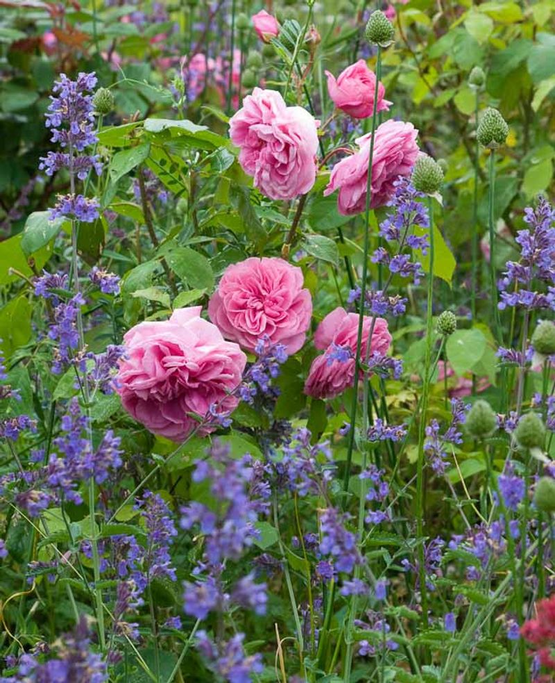 Catmint Makes Rose Beds Aromatic And Pollinator-Friendly