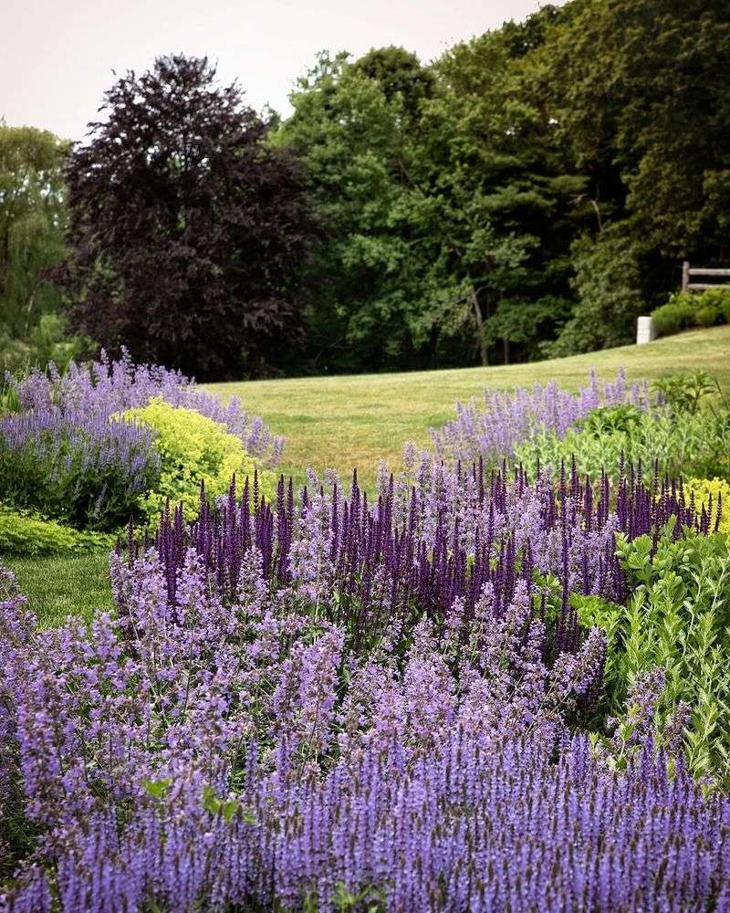 Catmint Needs Less Water Than Most Flowering Perennials Catmint Needs Less Water Than Most Flowering Perennials