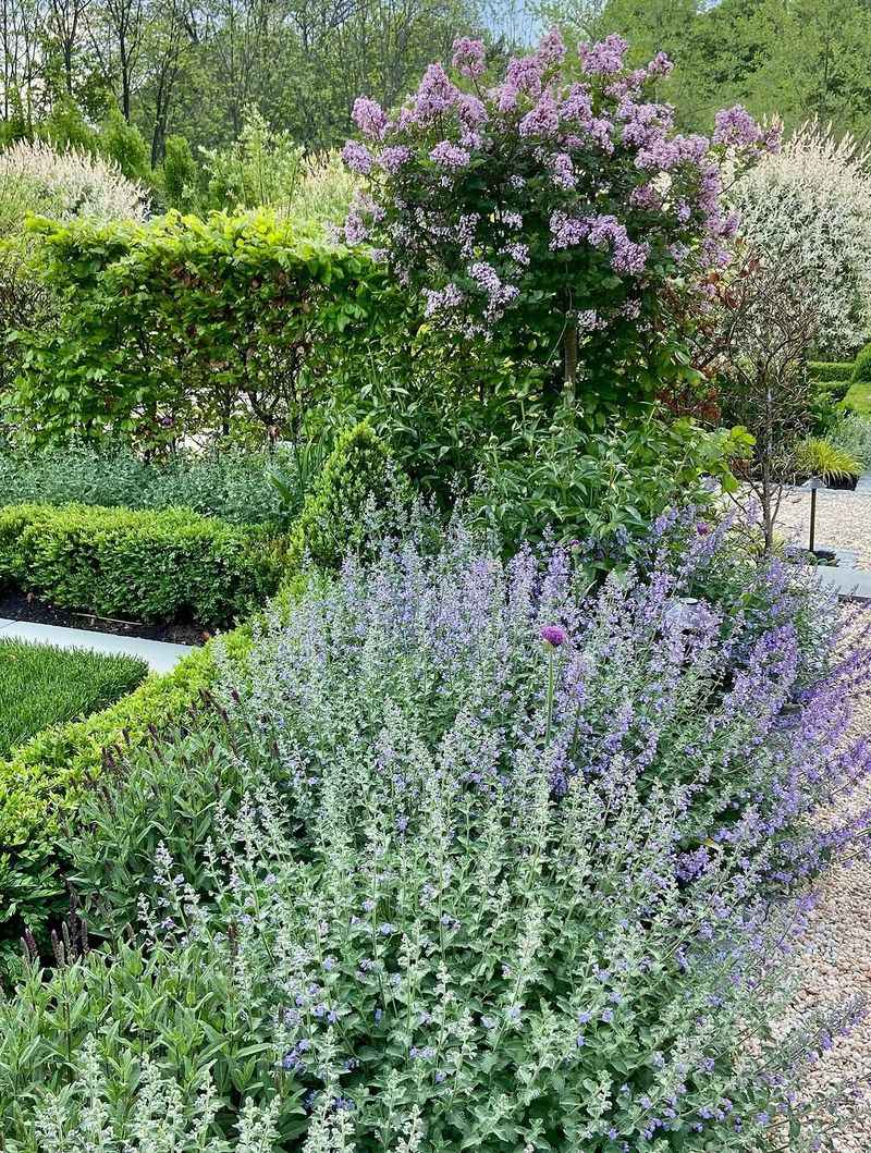 Catmint (Nepeta x faassenii)