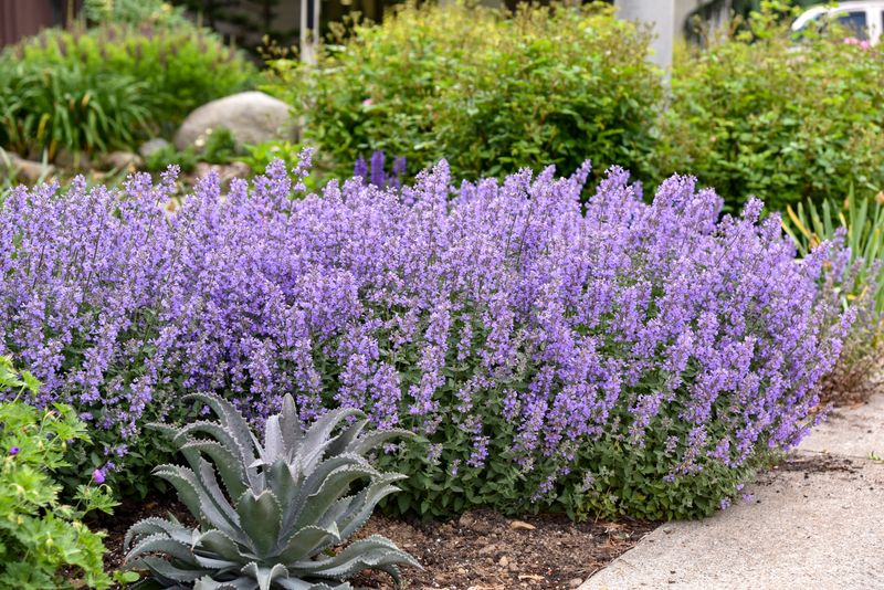 Catmint (Nepeta × faassenii) Thrives In Michigan Summers And Handles Heat Well