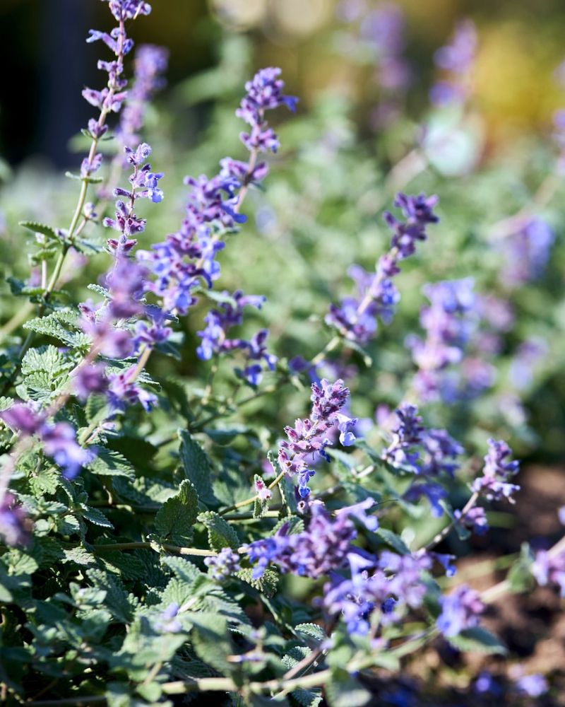 Catmint Produces Purple Flower Spikes For Months