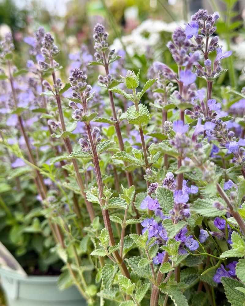 Catmint Softens Borders And Crowds Out Weeds