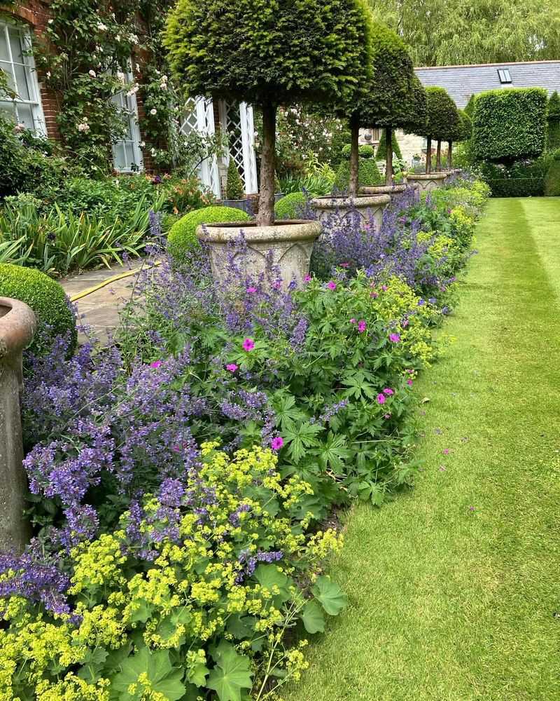 Catmint Works In Nearly Every Sunny North Carolina Garden Style Catmint Works In Nearly Every Sunny North Carolina Garden Style