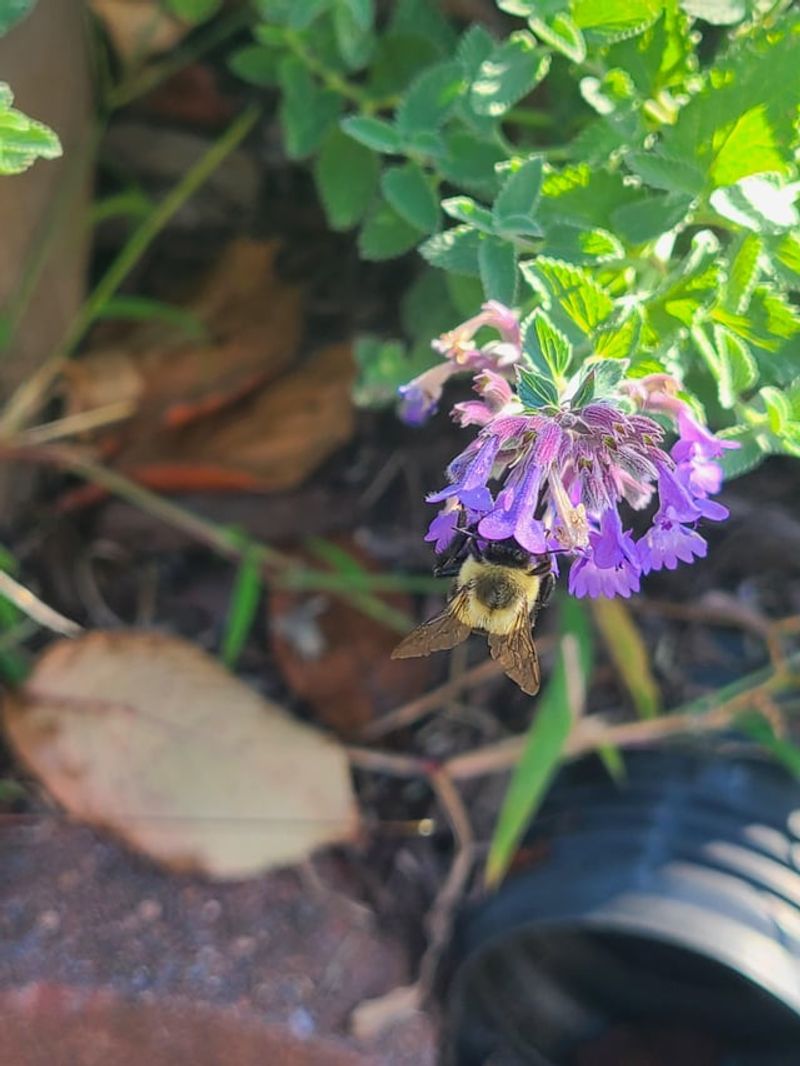Catmint