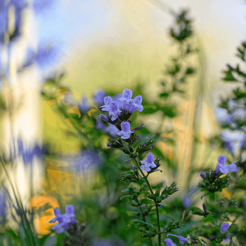 Catmint