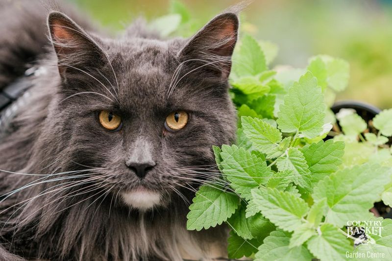 Catnip