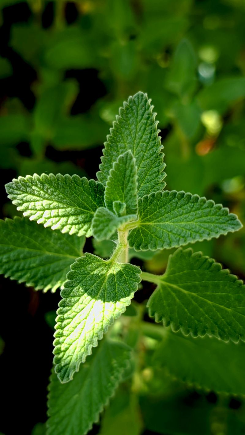 Catnip Catnip