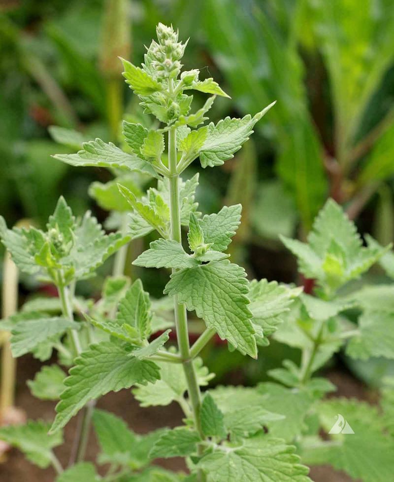 Catnip Catnip