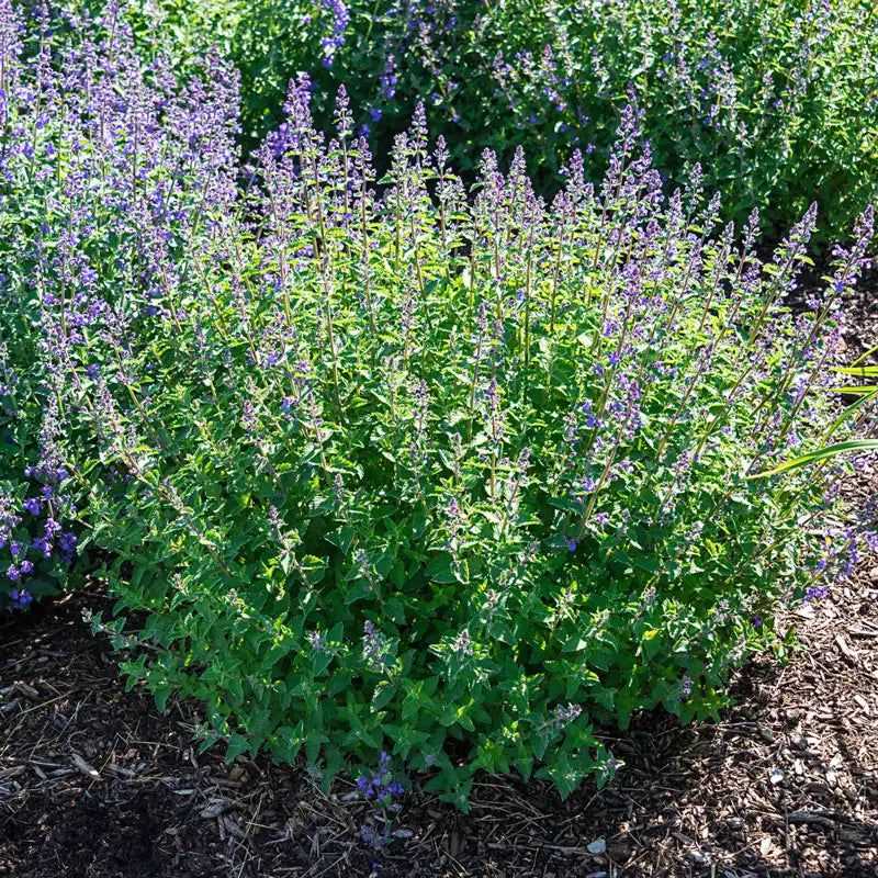 Catnip Compounds Have Shown Repellent Potential In Studies