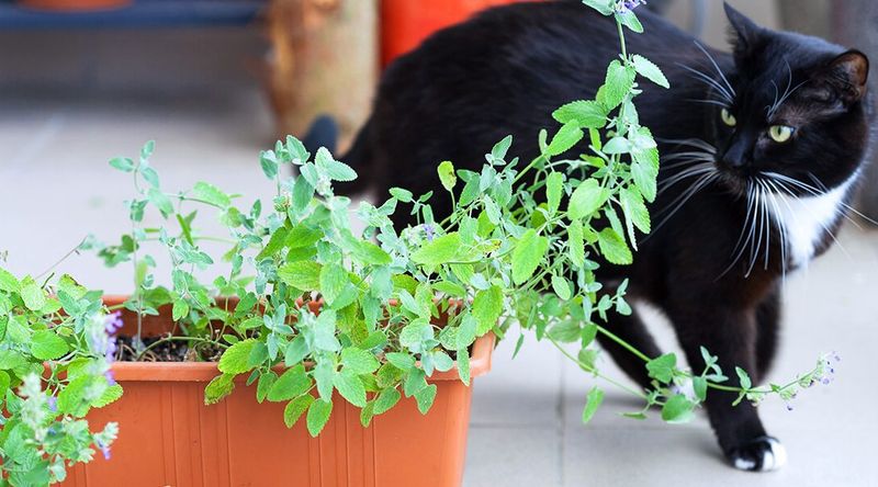 Catnip Has Research Behind Its Mosquito-Repelling Compounds