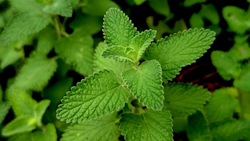 Catnip Is Your Cat’s Obsession And A Tick’s Nightmare