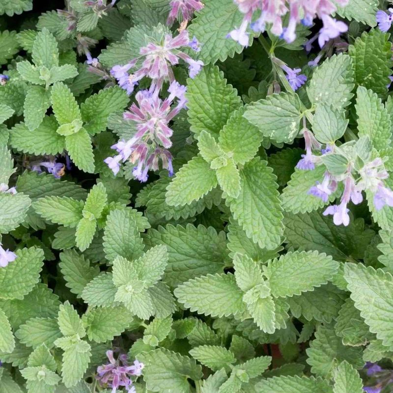 Catnip Leads The Conversation Easily Catnip Leads The Conversation Easily