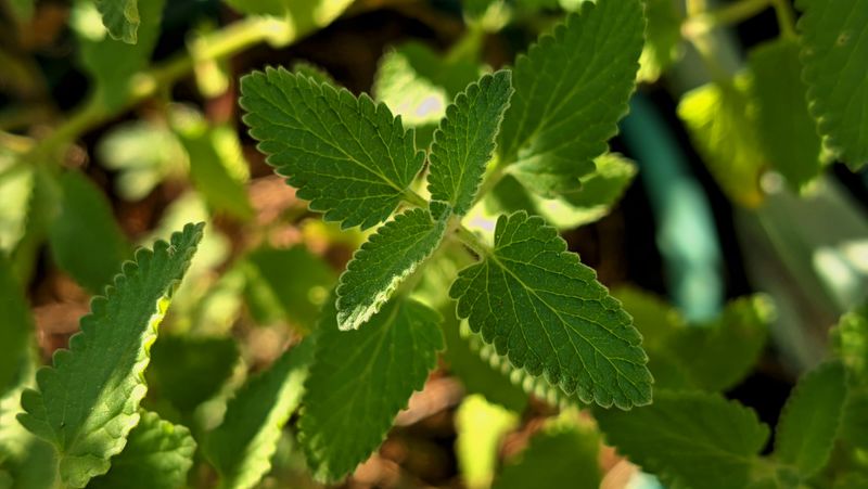Catnip (Nepeta Cataria) Catnip (Nepeta Cataria)