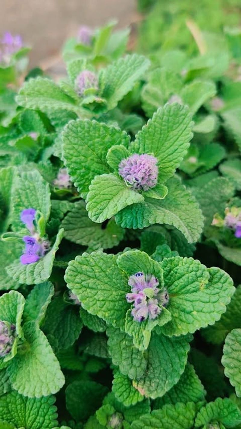 Catnip (Nepeta cataria)