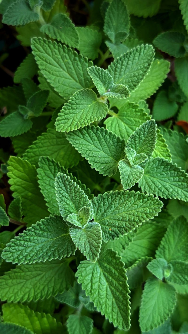 Catnip: The Playful Plant With Real Repellent Power