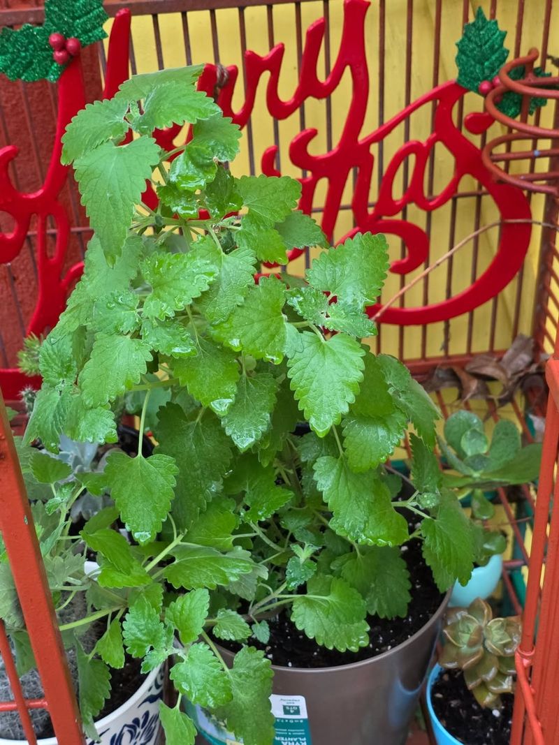 Catnip