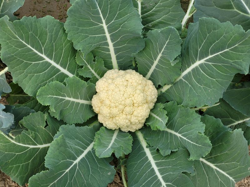 Cauliflower
