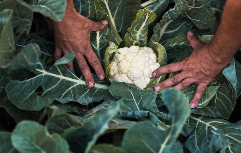 Cauliflower Handles Late May Heat Poorly In Ohio