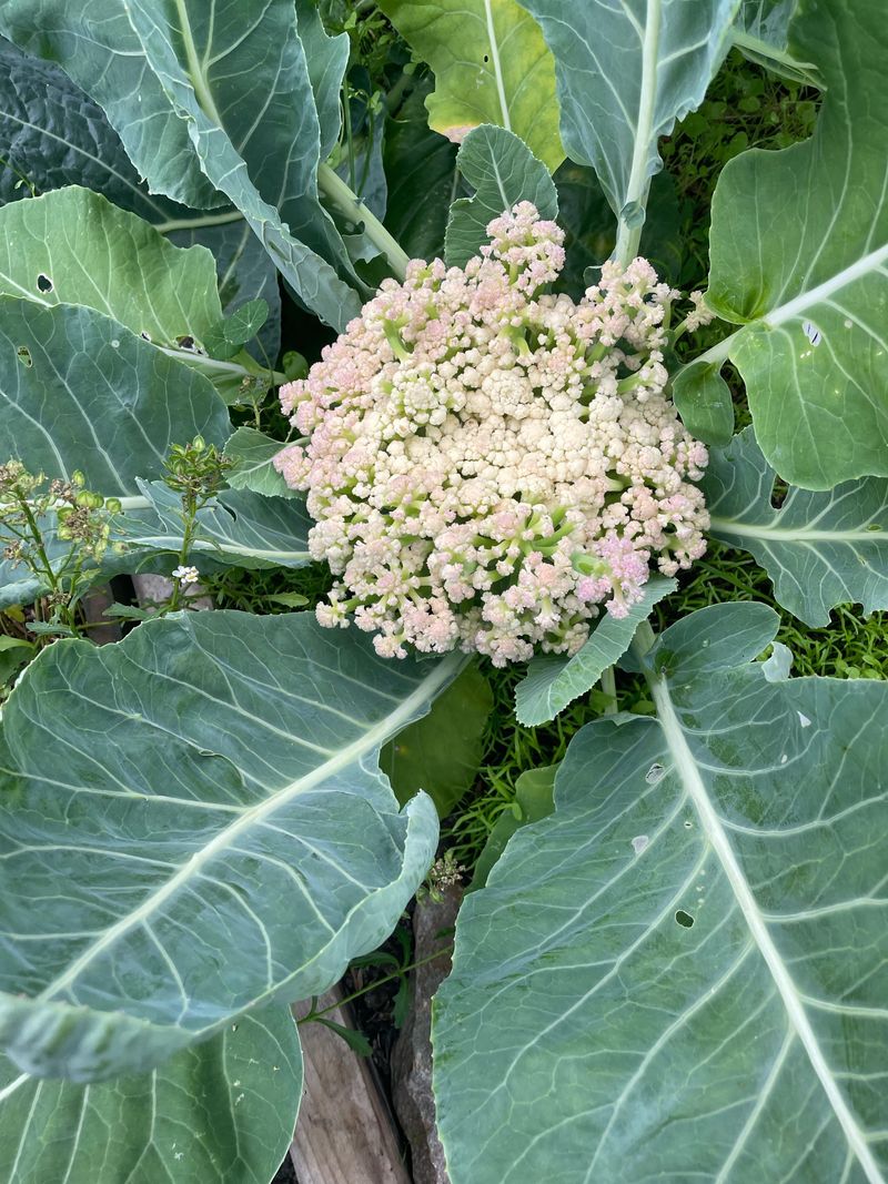 Cauliflower
