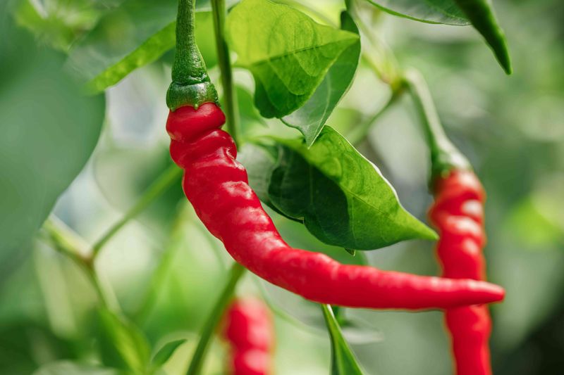Cayenne Peppers Love Hot Weather Cayenne Peppers Love Hot Weather
