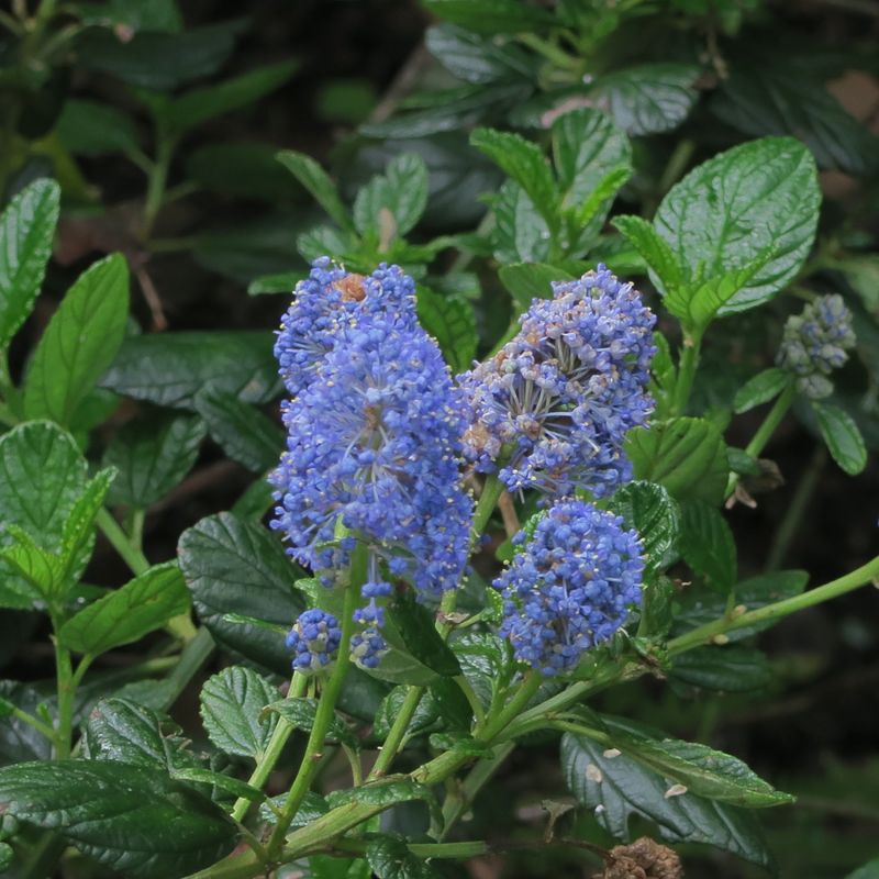 Ceanothus Benefits From A Light Post-Bloom Prune