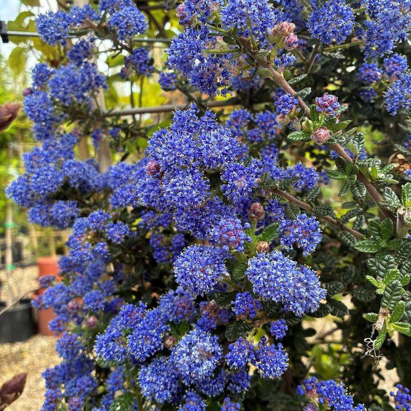 Ceanothus / California Lilac Ceanothus / California Lilac